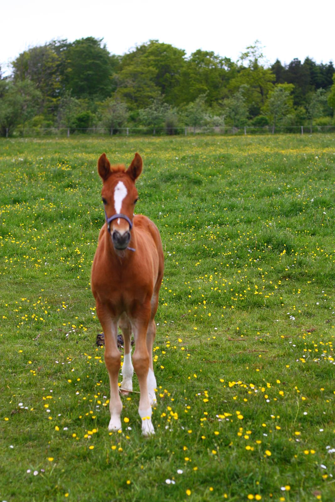 New Forest Calandias Firefly billede 1