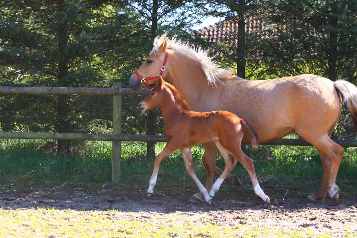 New Forest Calandias Firefly billede 4