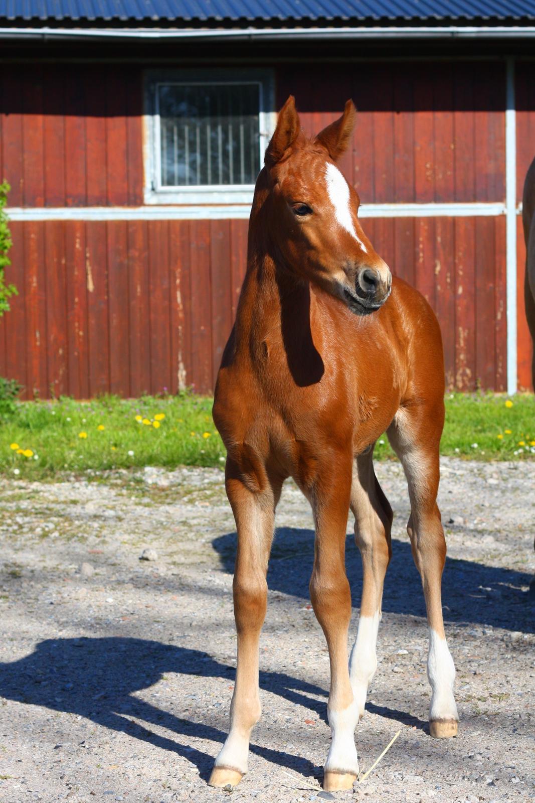 New Forest Calandias Firefly billede 2