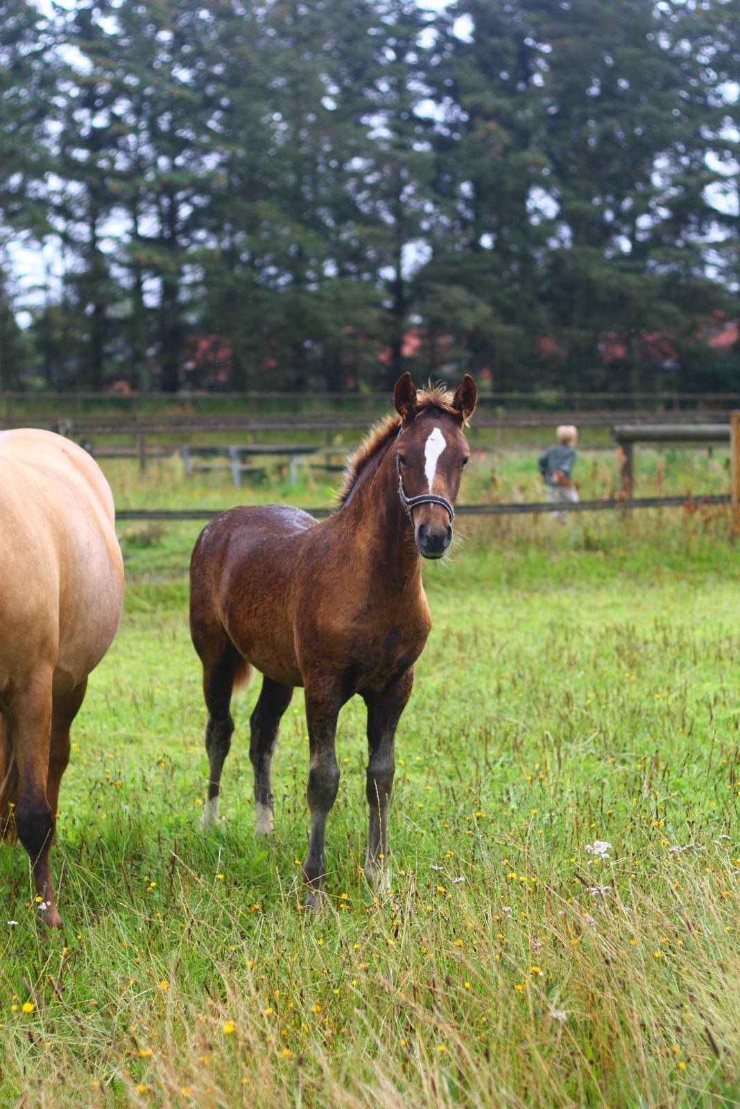 New Forest Calandias Firefly billede 15