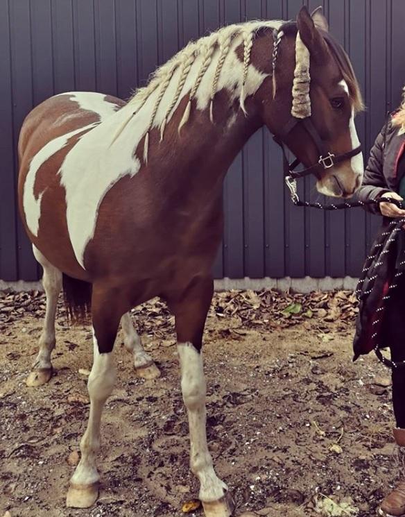 Pinto Araber Phantom's Tarik DE billede 2