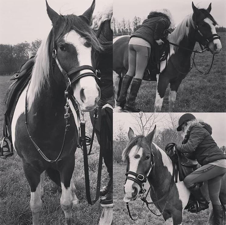 Pinto Araber Phantom's Tarik DE billede 4