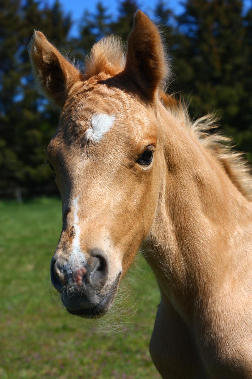 New Forest Calandias Dragonfly billede 3