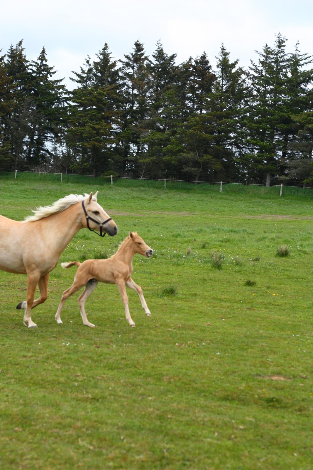 New Forest Calandias Dragonfly billede 13