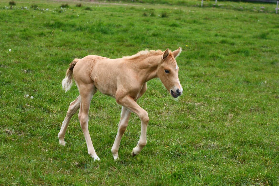 New Forest Calandias Dragonfly billede 7