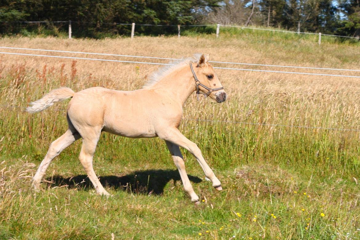 New Forest Calandias Dragonfly billede 12