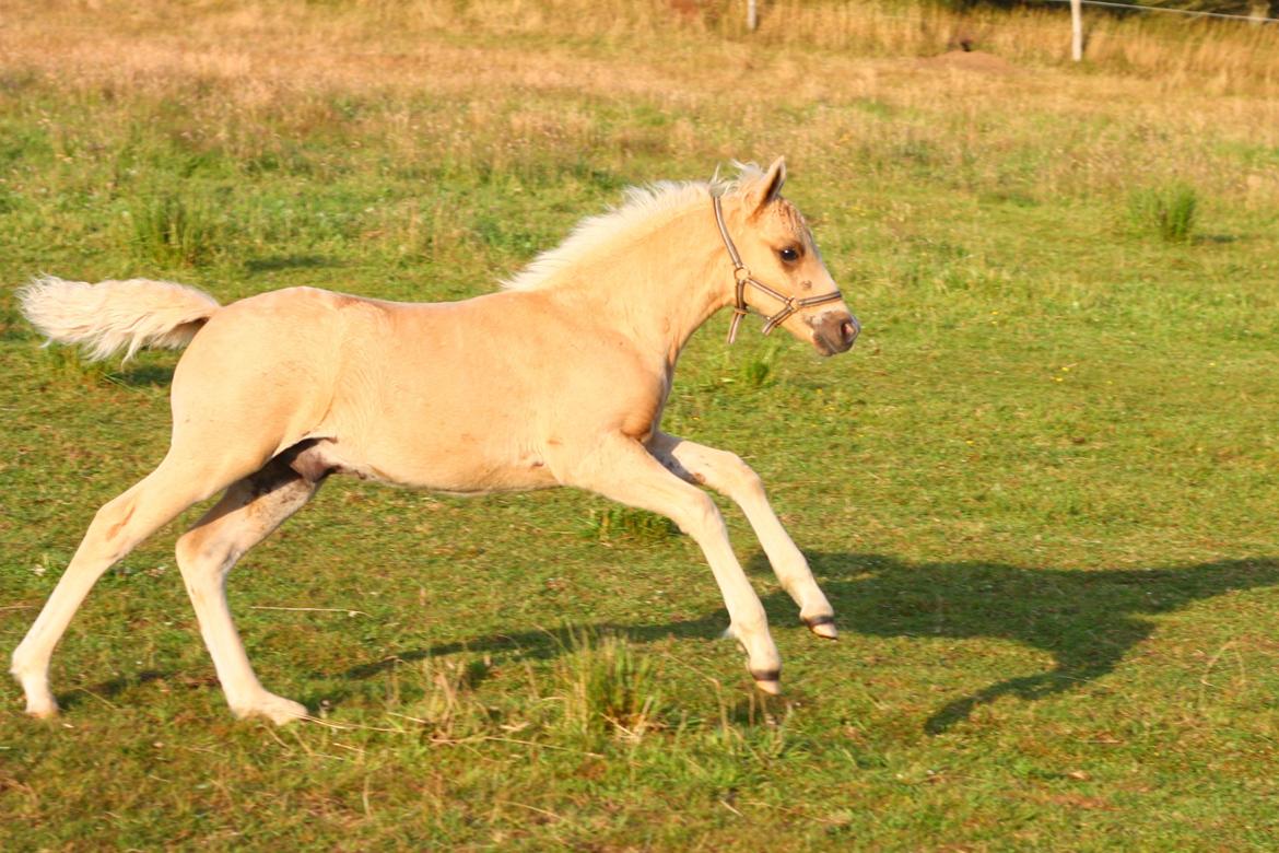 New Forest Calandias Dragonfly billede 16