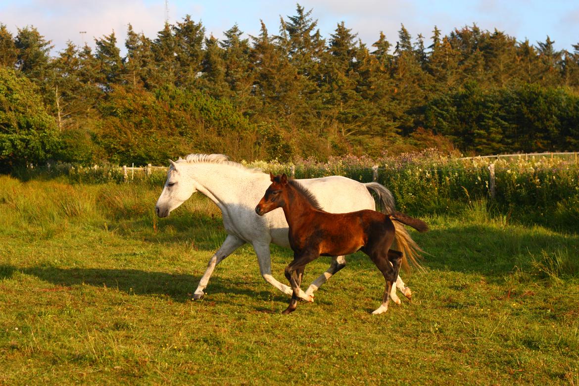 New Forest Calandias Mercedes billede 18