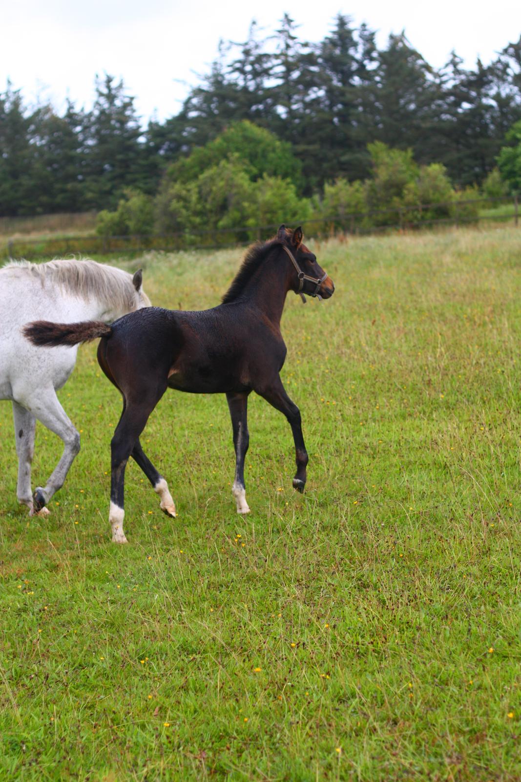 New Forest Calandias Mercedes billede 11