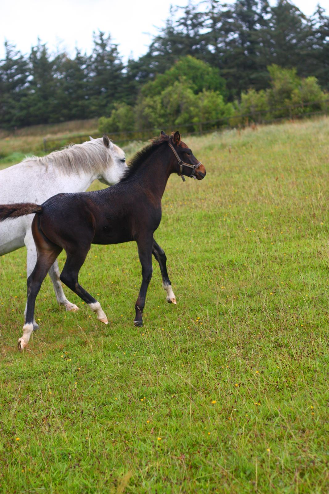 New Forest Calandias Mercedes billede 8