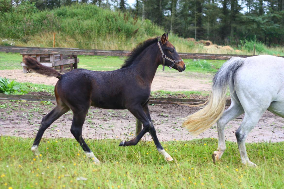 New Forest Calandias Mercedes billede 14