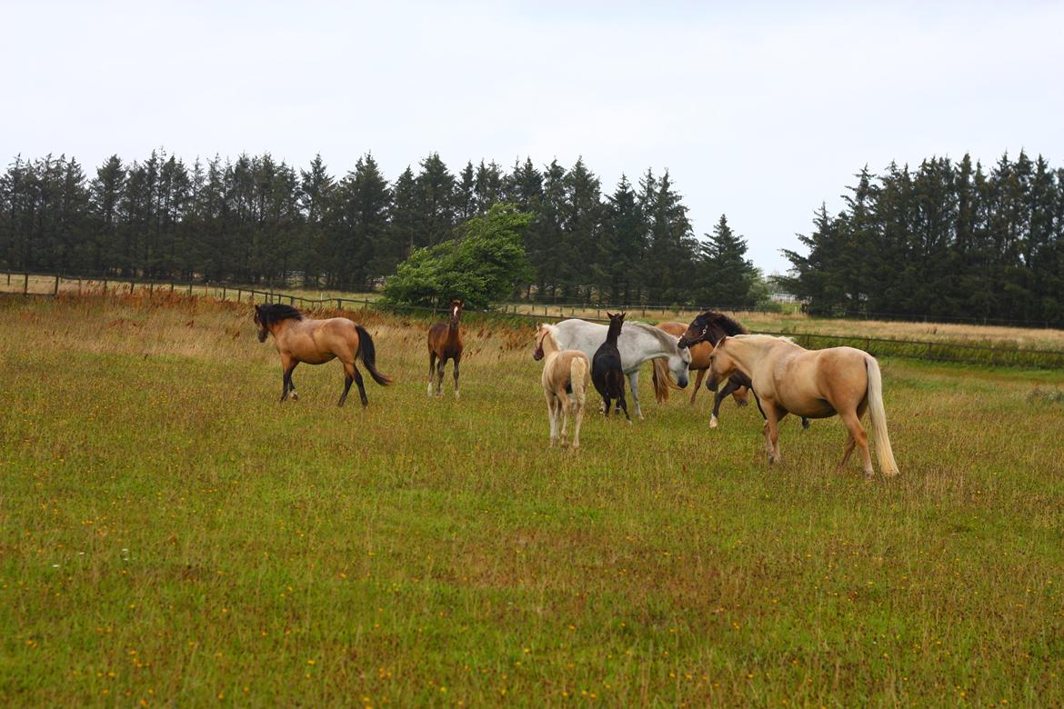 New Forest Calandias Mercedes billede 20