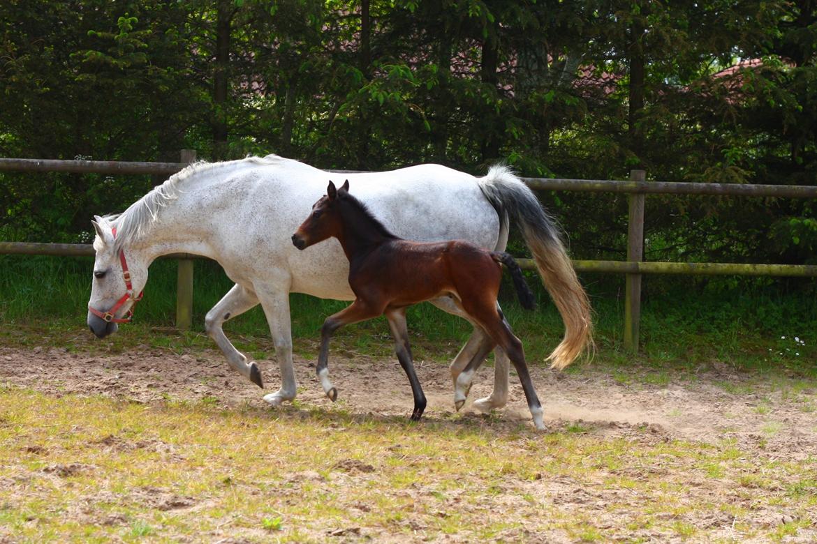 New Forest Calandias Mercedes billede 7