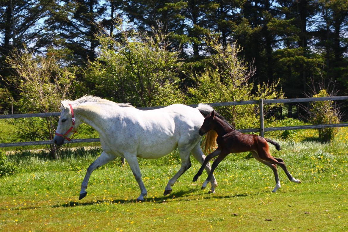 New Forest Calandias Mercedes billede 13