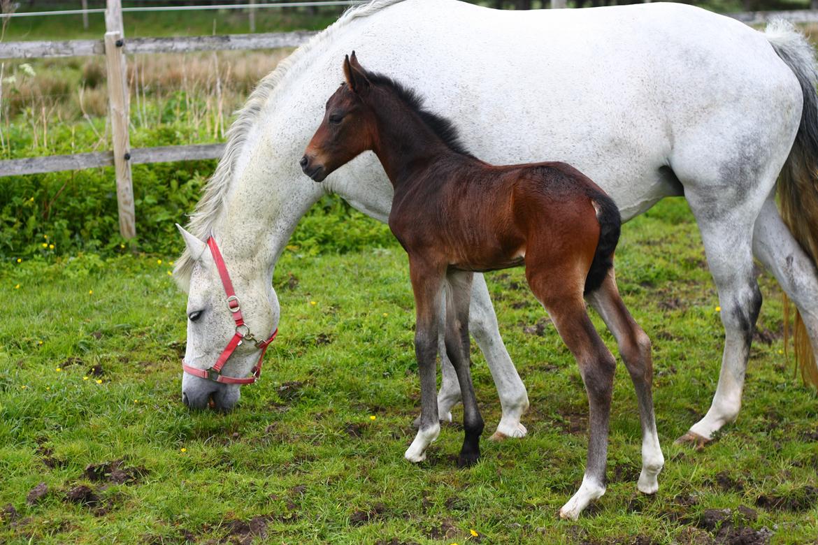 New Forest Calandias Mercedes billede 2