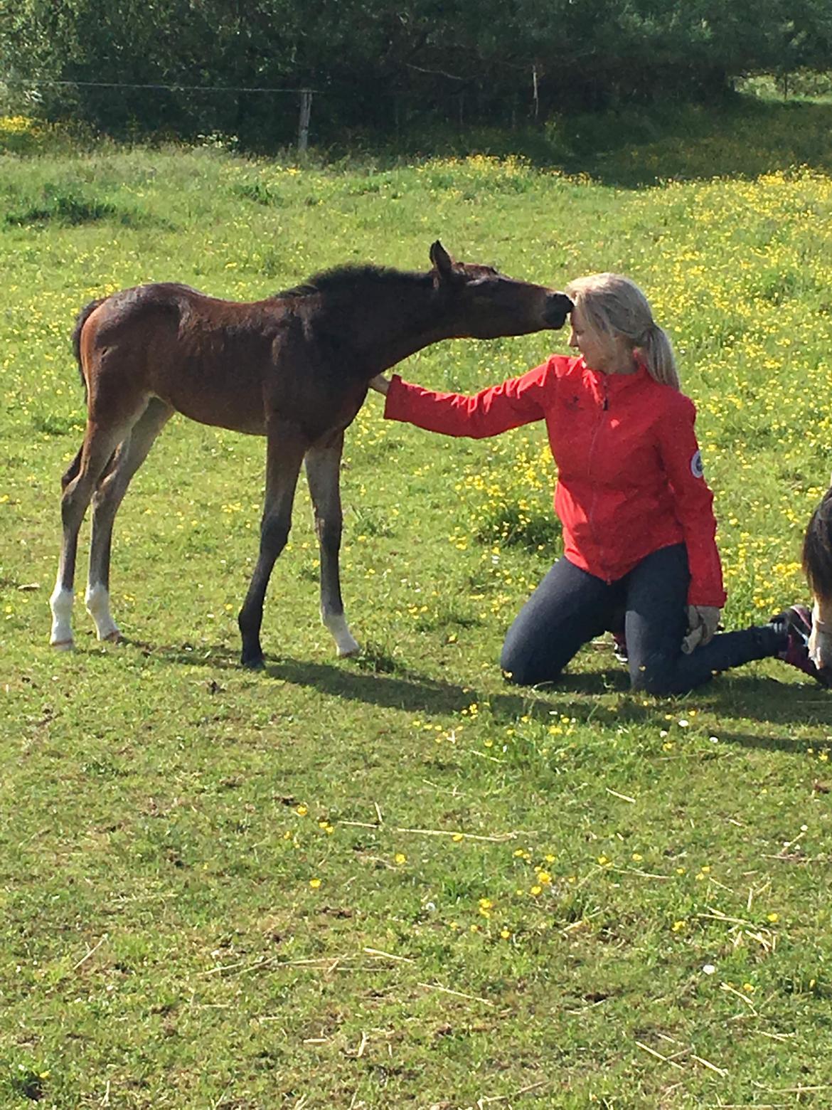 New Forest Calandias Mercedes billede 21