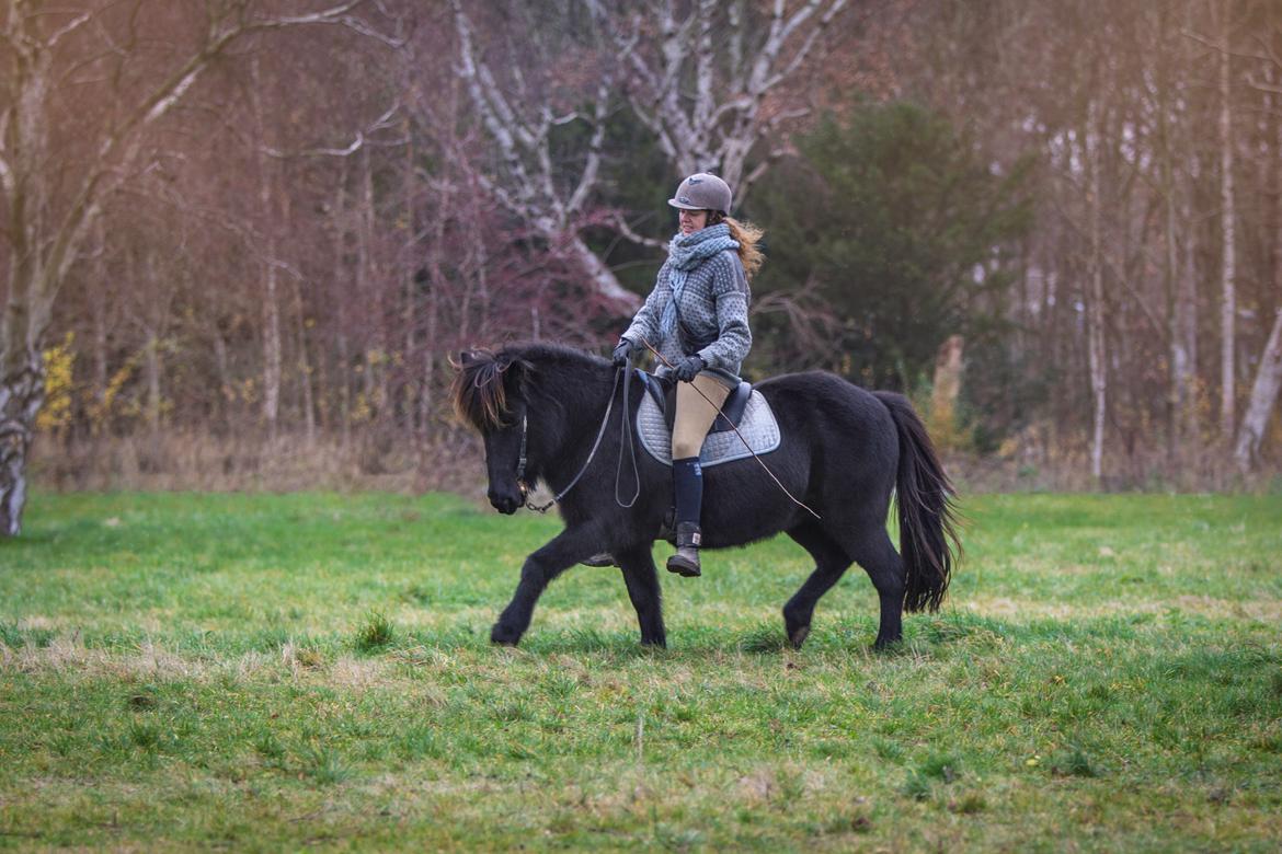 Islænder Bára fra Stiesholm [Lama] billede 1