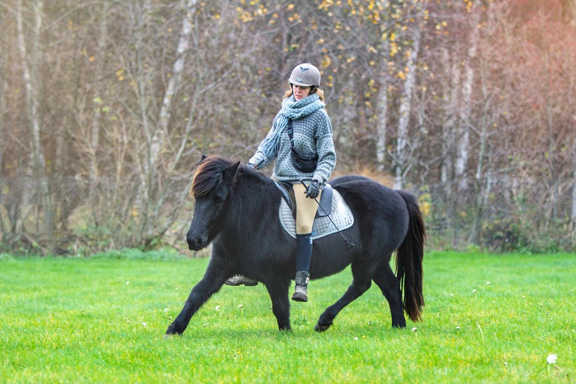 Islænder Bára fra Stiesholm [Lama] billede 3