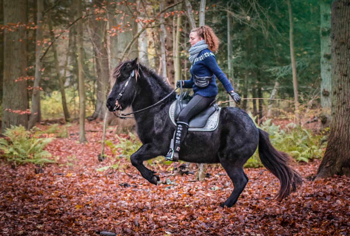 Islænder Bára fra Stiesholm [Lama] billede 2