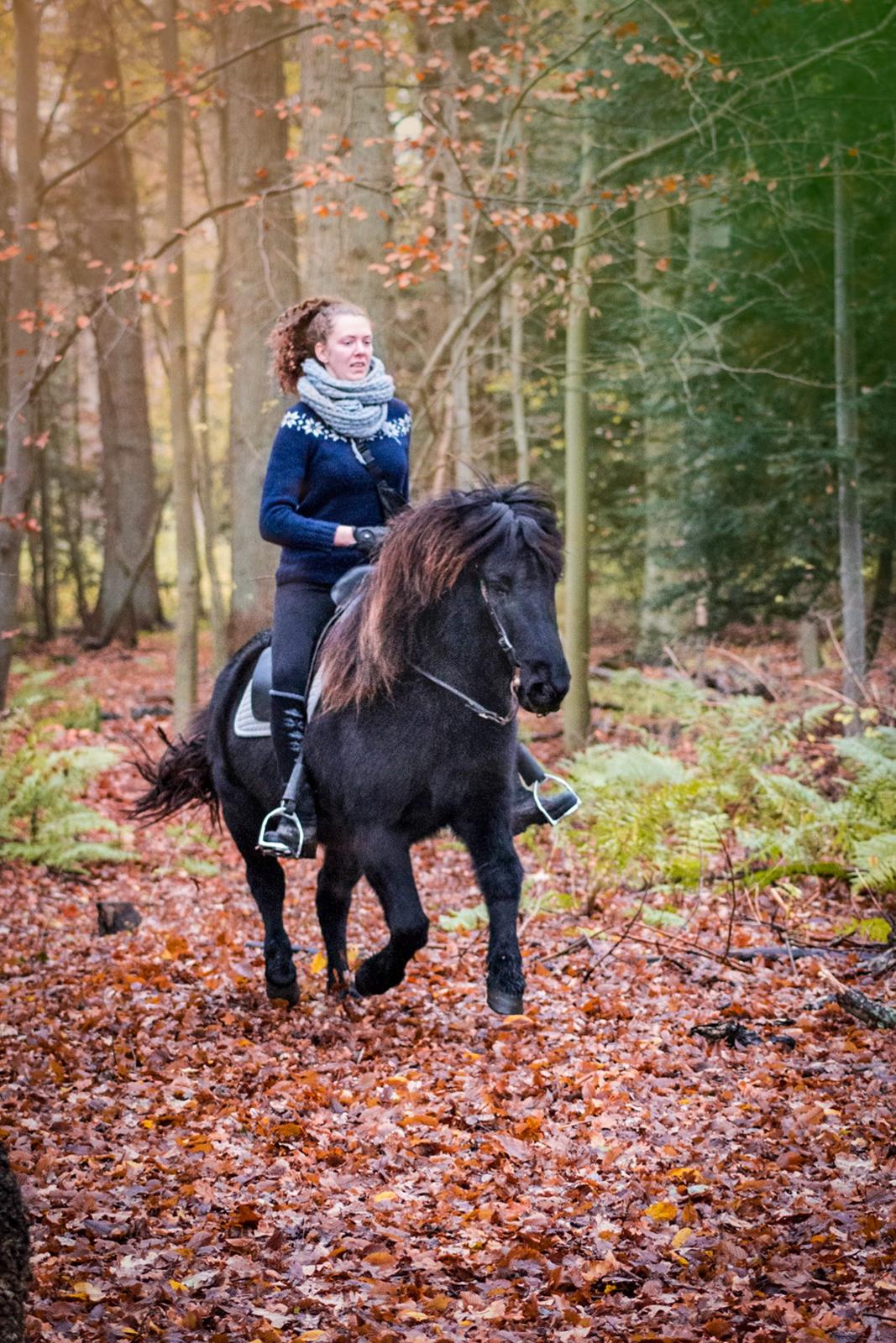 Islænder Bára fra Stiesholm [Lama] billede 6