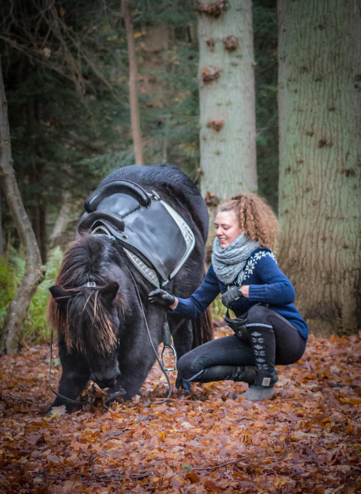 Islænder Bára fra Stiesholm [Lama] billede 4