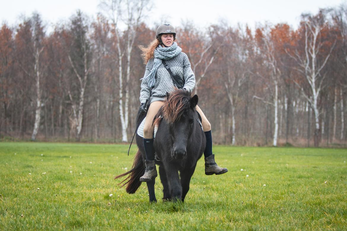 Islænder Bára fra Stiesholm [Lama] billede 7