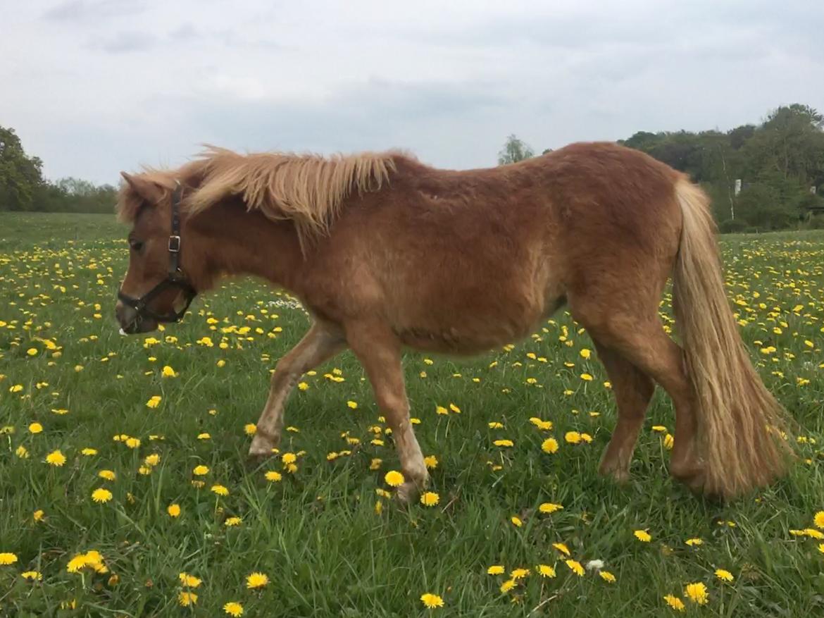 Anden særlig race Tinka - Maj 2019 billede 13