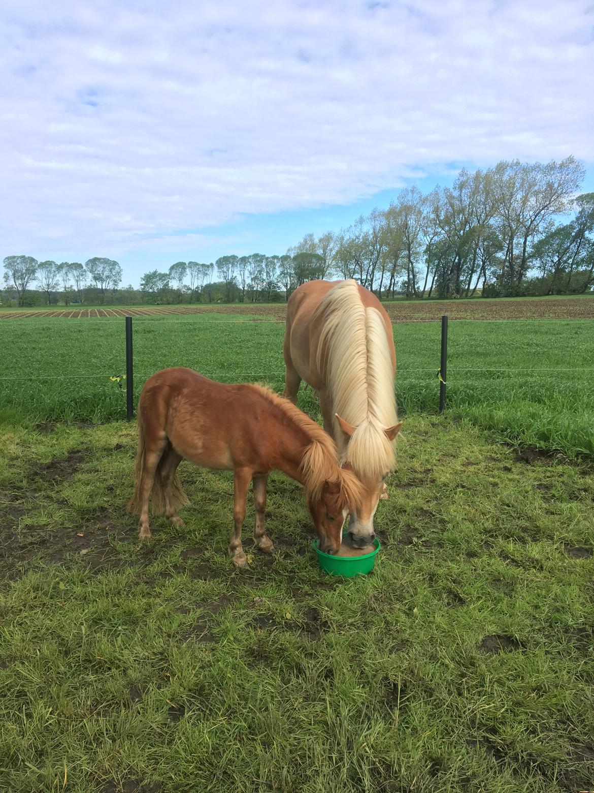 Anden særlig race Tinka - Maj 2019 billede 9