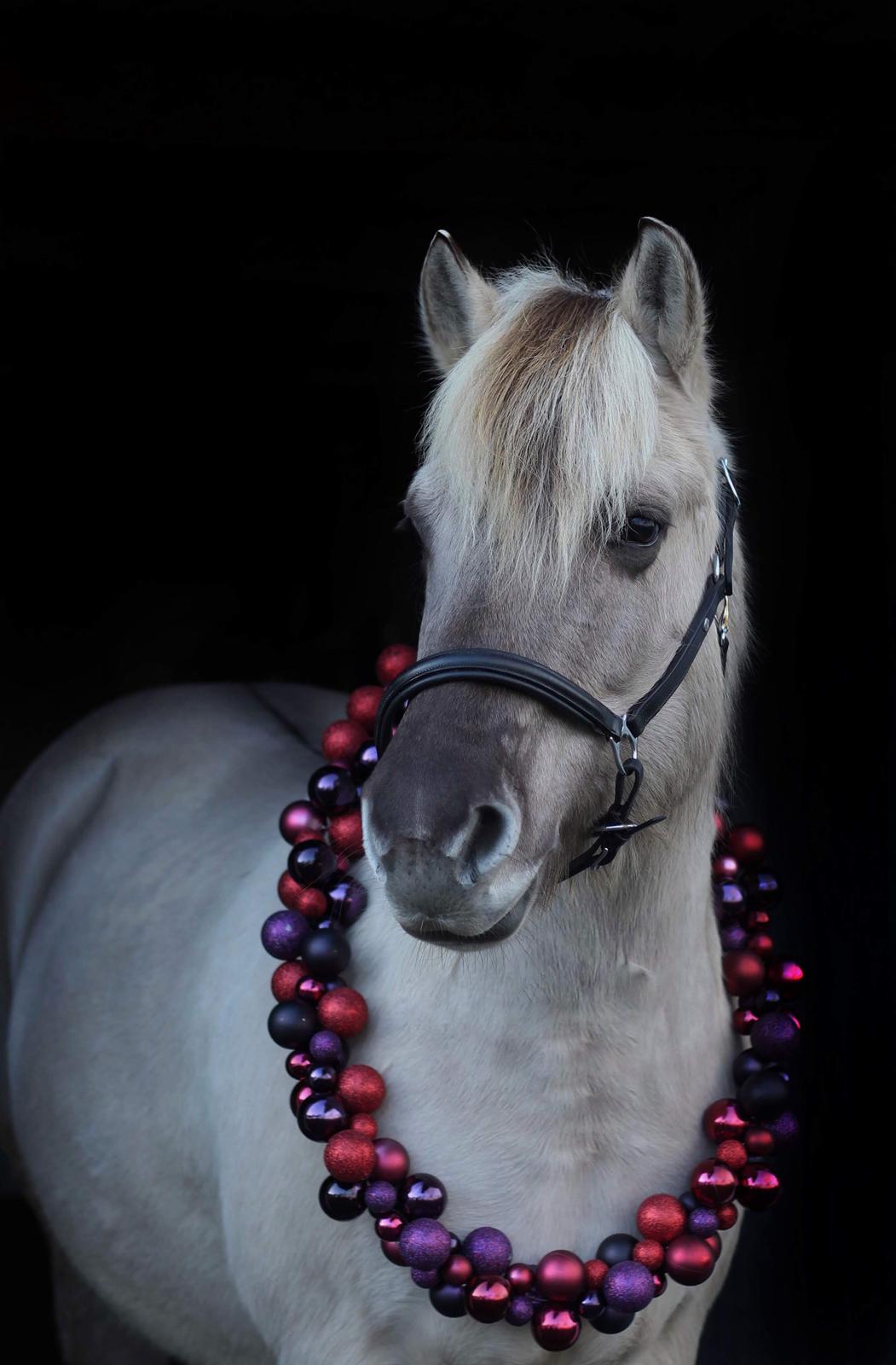 Fjordhest Imke billede 14