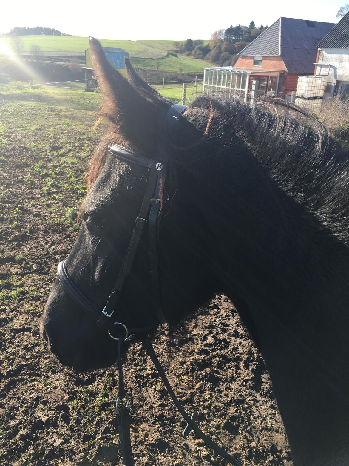 Frieser Melody K billede 15