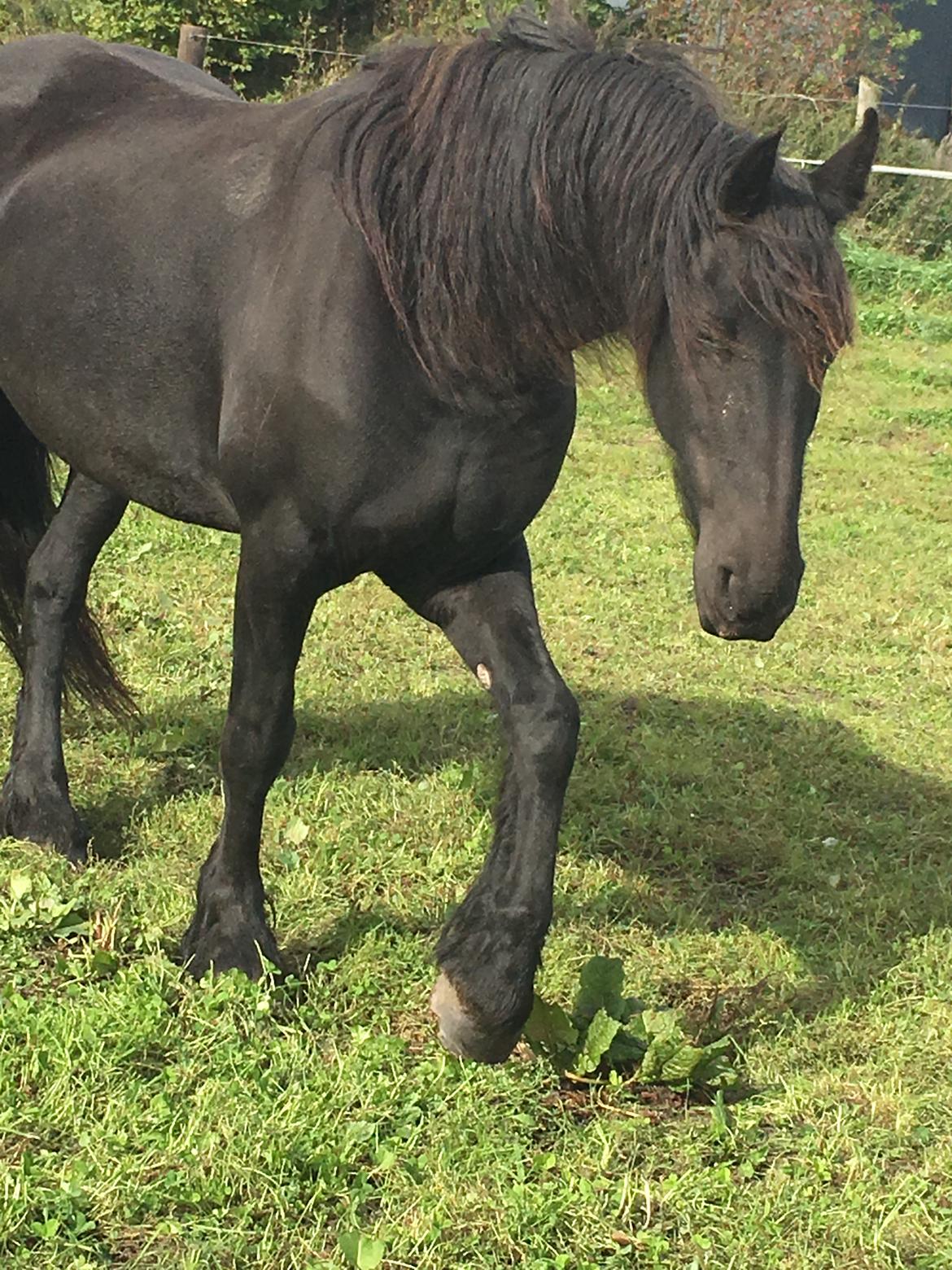 Frieser Melody K billede 16