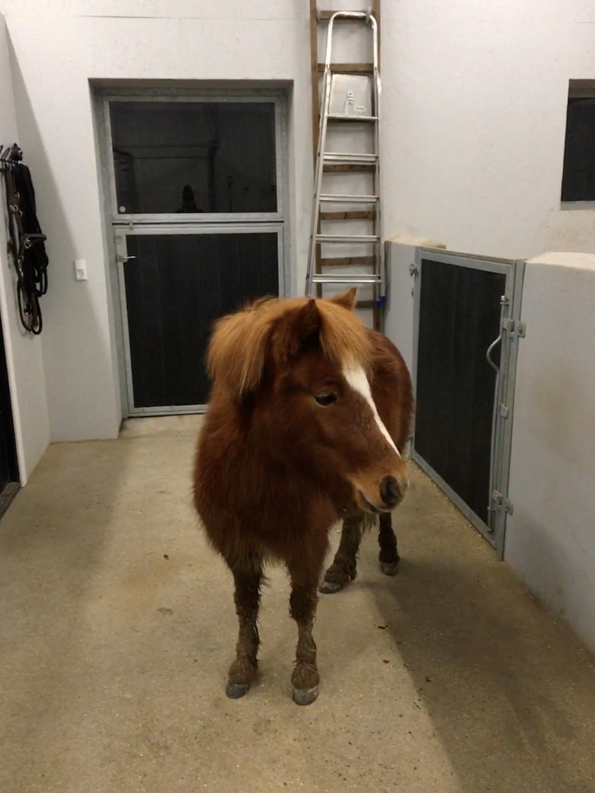 Anden særlig race Tinka - December 2019 billede 6