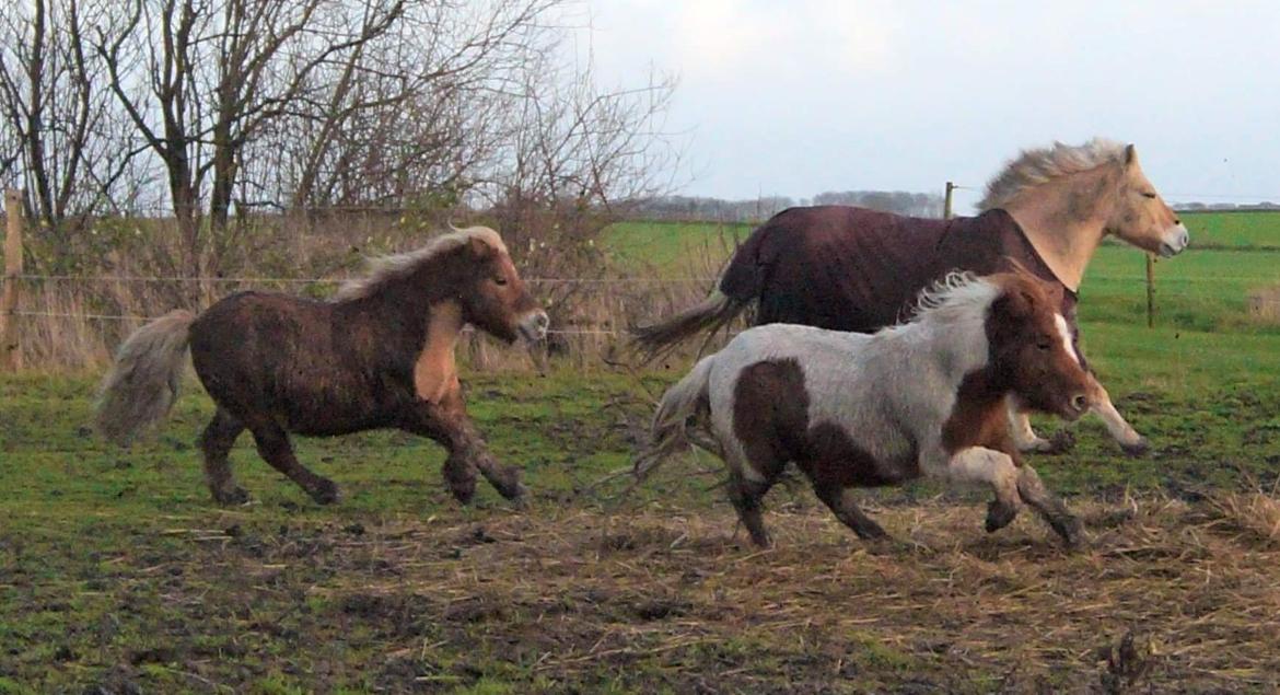 Shetlænder Overfussings Esmaralda - Solgt - En bette galop på folden sammen med Hille og Prins :-)  billede 12