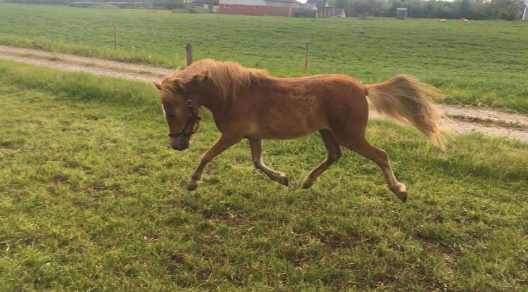 Anden særlig race Tinka - Maj 2019 billede 3