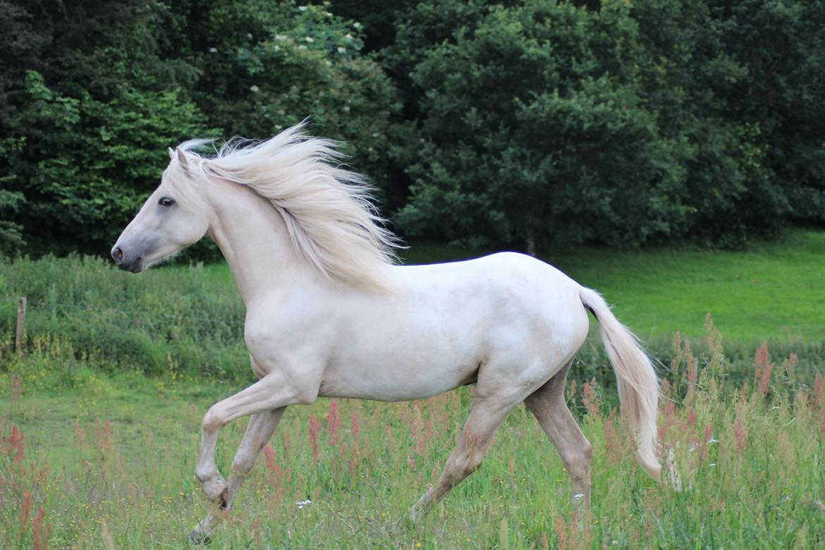 Welsh Partbred (Sec F) Aastrupgaards Eros billede 3