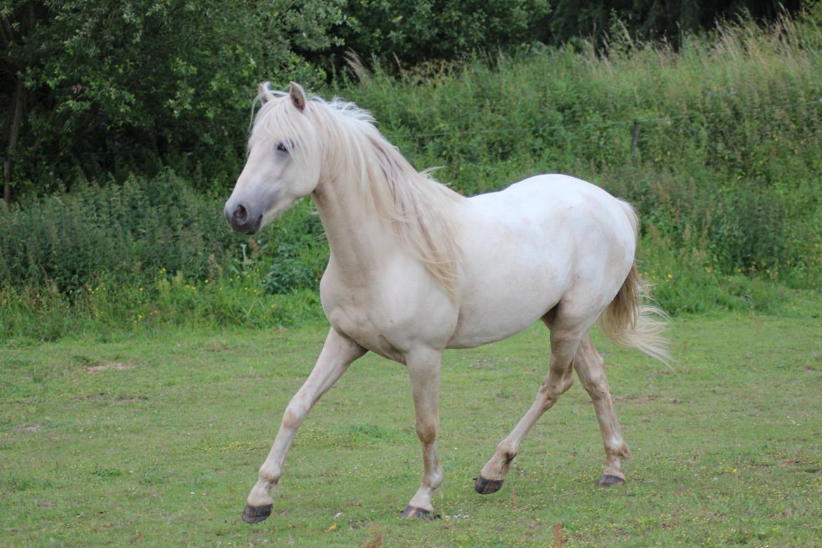 Welsh Partbred (Sec F) Aastrupgaards Eros billede 4