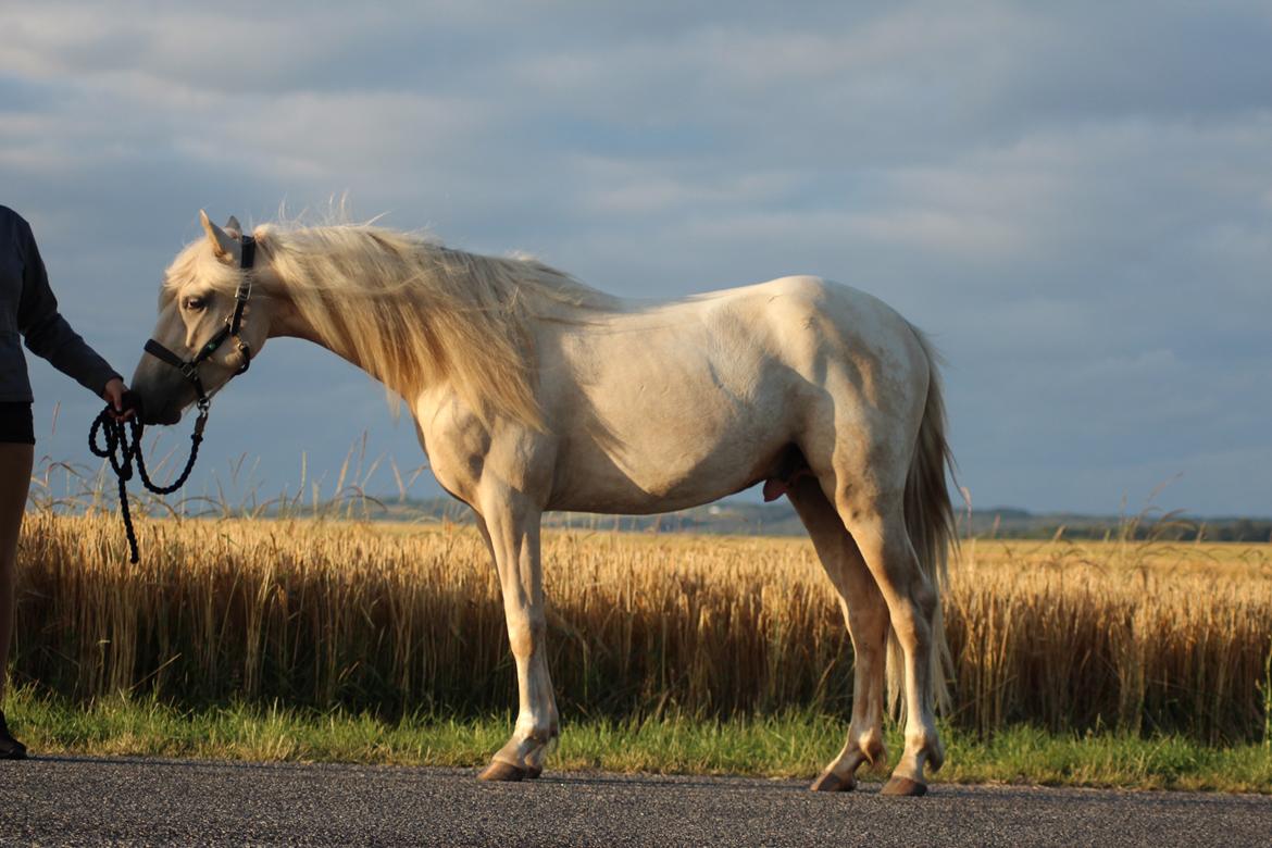 Welsh Partbred (Sec F) Aastrupgaards Eros billede 2