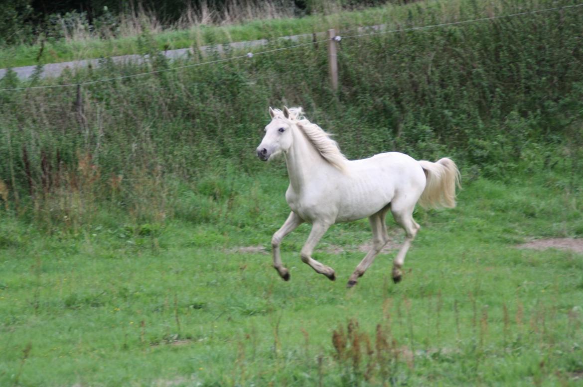 Welsh Partbred (Sec F) Aastrupgaards Eros billede 5