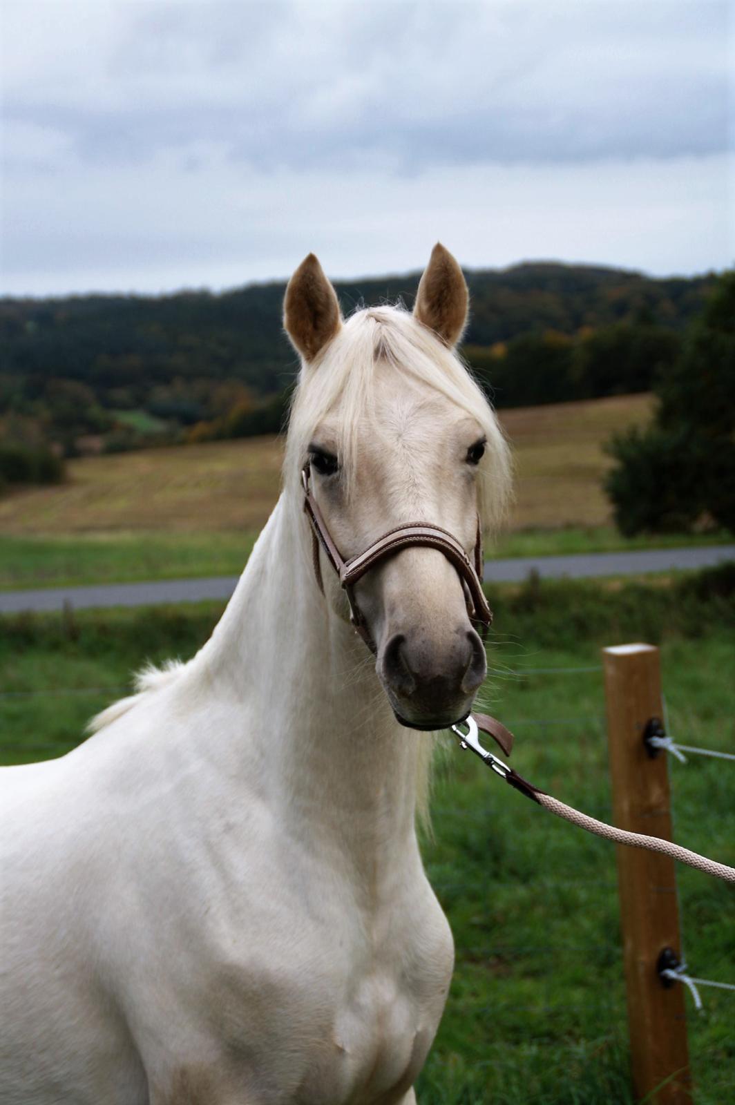 Welsh Partbred (Sec F) Aastrupgaards Eros billede 6