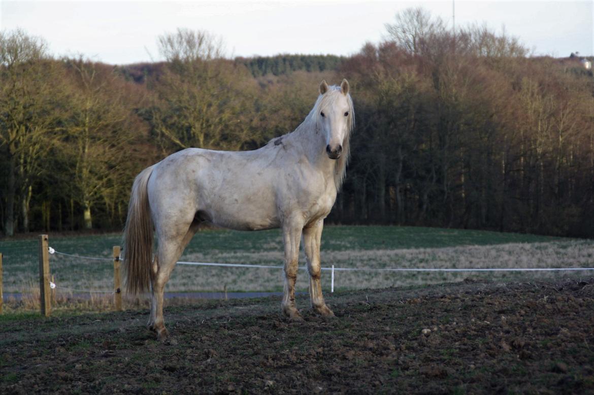 Welsh Partbred (Sec F) Aastrupgaards Eros billede 7