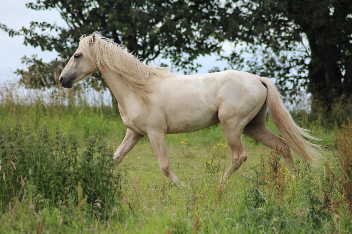 Welsh Partbred (Sec F) Aastrupgaards Eros billede 10