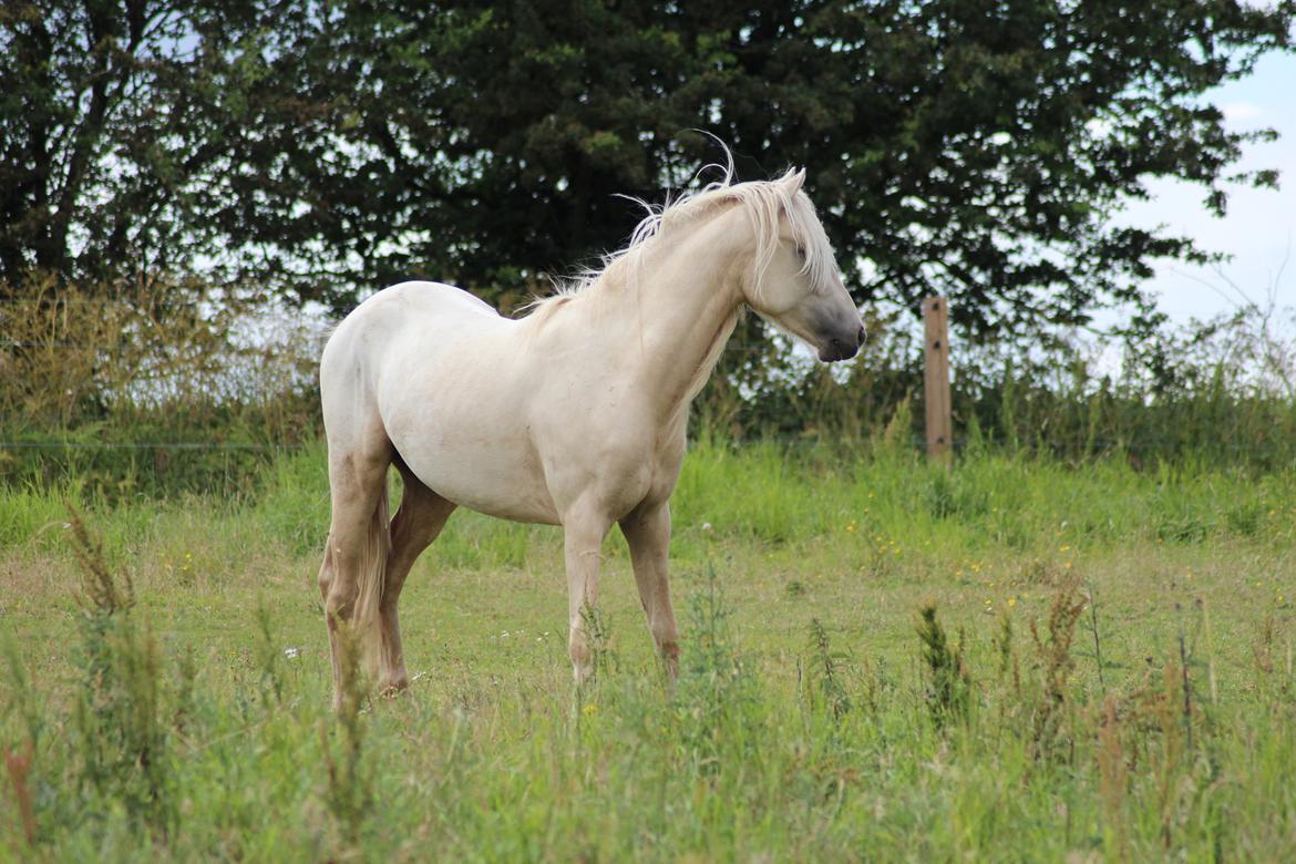 Welsh Partbred (Sec F) Aastrupgaards Eros billede 11