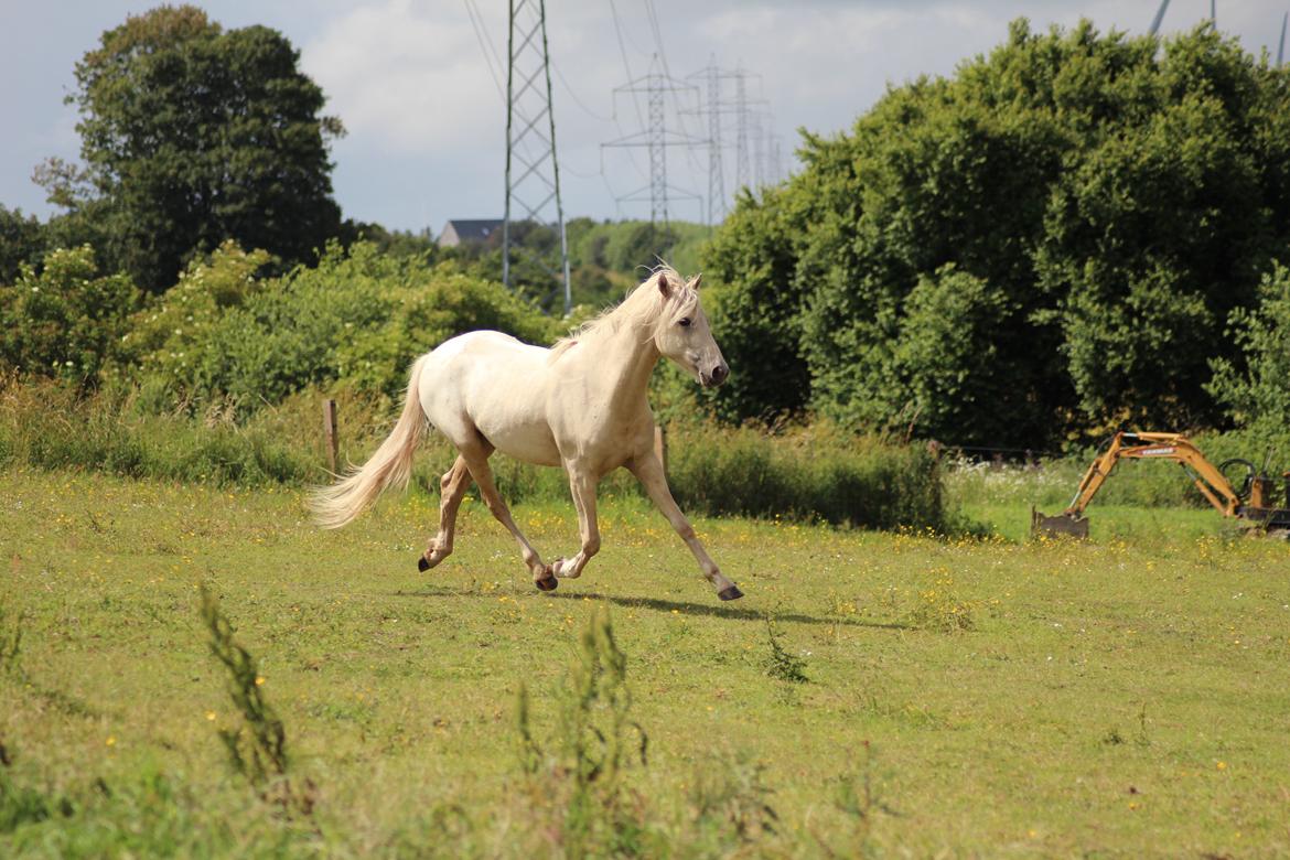 Welsh Partbred (Sec F) Aastrupgaards Eros billede 12