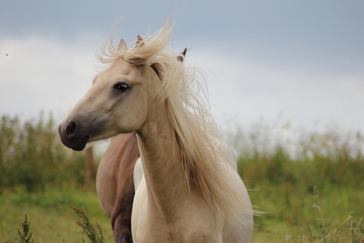 Welsh Partbred (Sec F) Aastrupgaards Eros billede 9