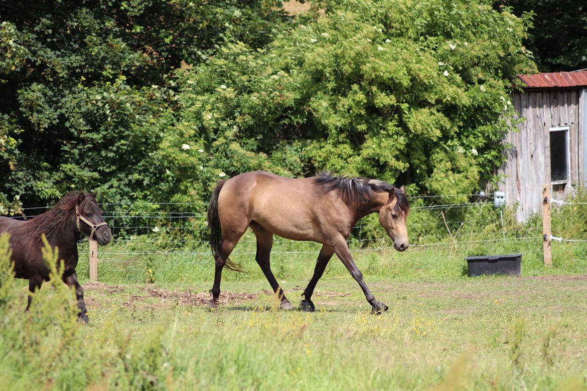 Welsh Partbred (Sec F) Aastrupgaards tornado billede 1