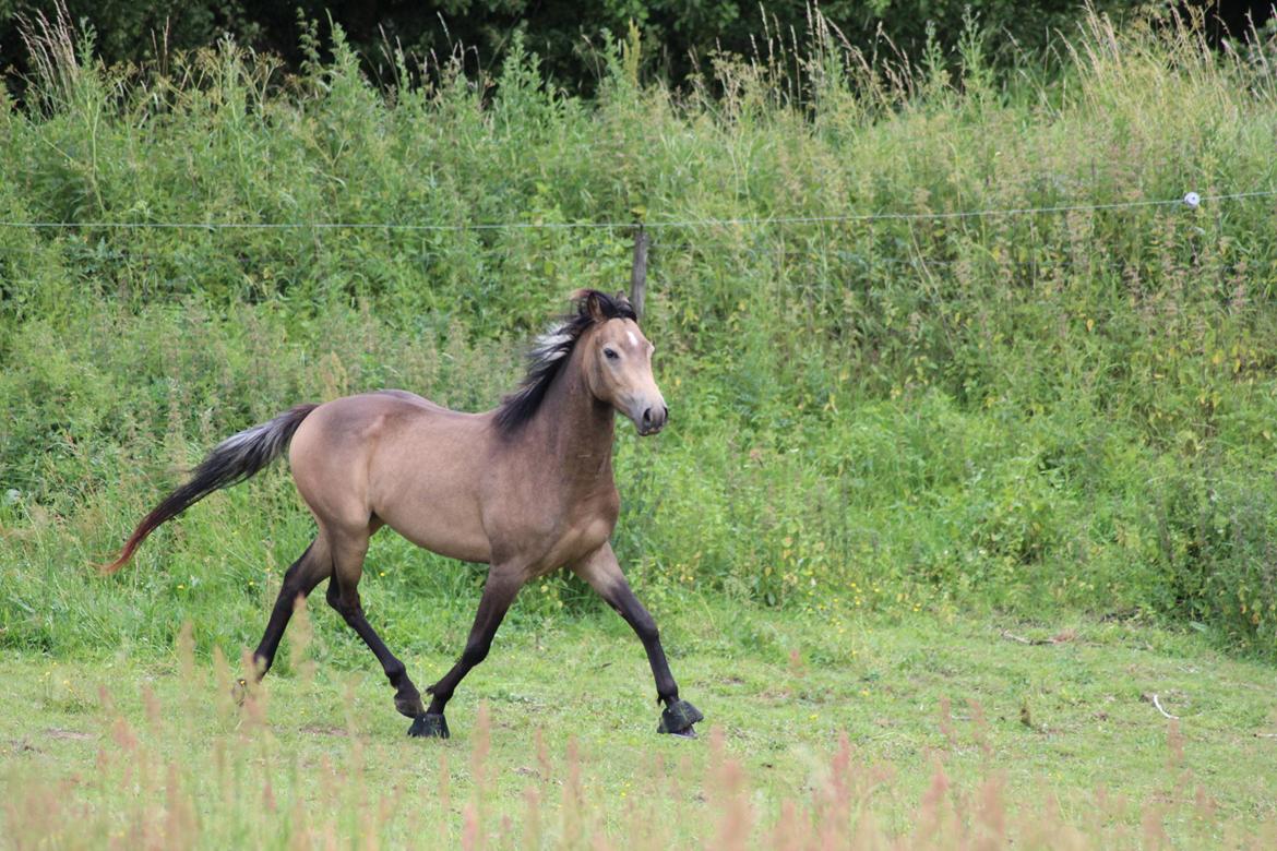 Welsh Partbred (Sec F) Aastrupgaards tornado billede 3