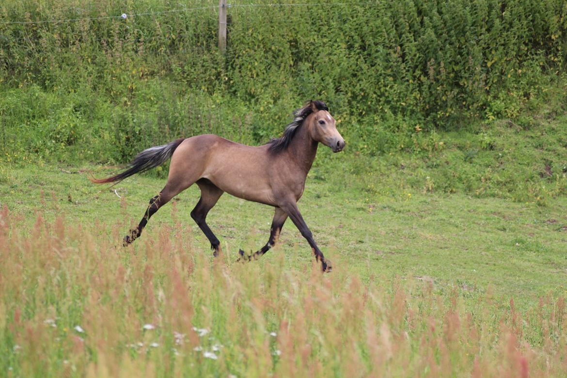 Welsh Partbred (Sec F) Aastrupgaards tornado billede 4