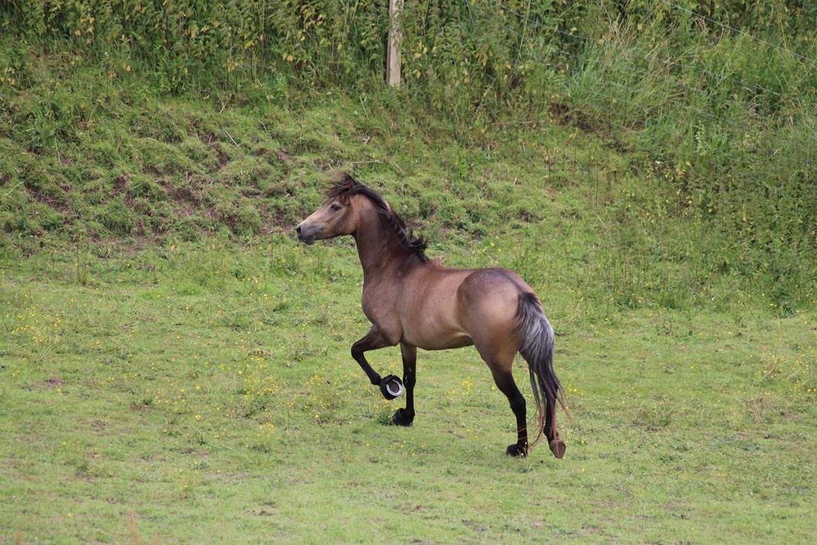 Welsh Partbred (Sec F) Aastrupgaards tornado billede 5