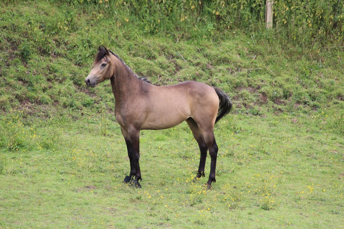 Welsh Partbred (Sec F) Aastrupgaards tornado billede 6