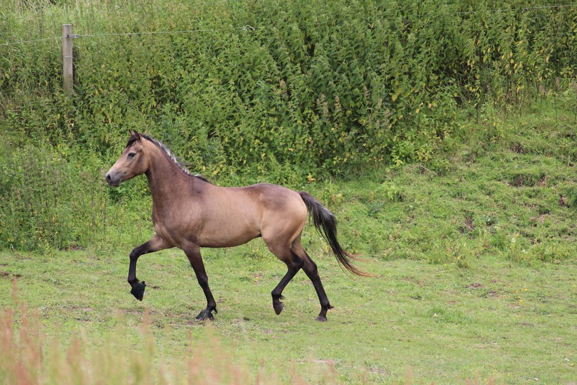 Welsh Partbred (Sec F) Aastrupgaards tornado billede 7